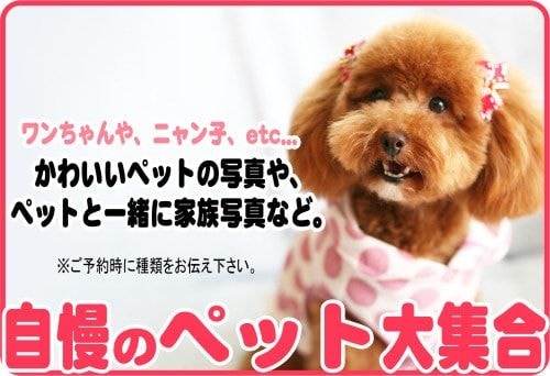 ペット写真